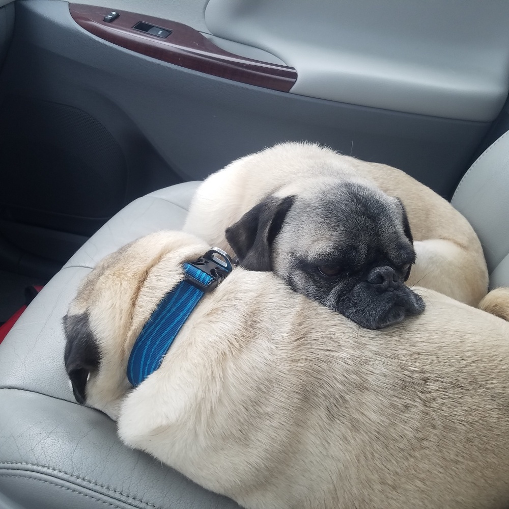 My rescued boys, Pugsley & Puggers.